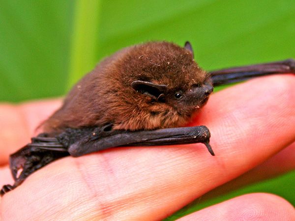 C2c Chauve souris Sébastien Carion