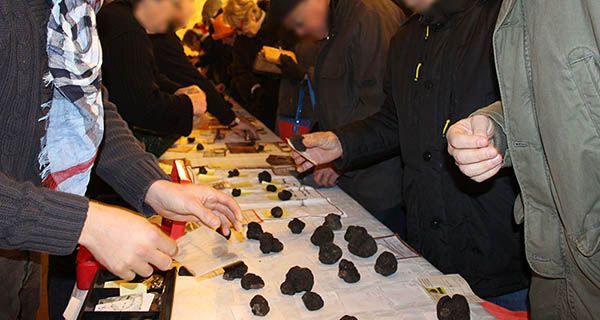 Truffes de Bourgogne Tuber uncinatum